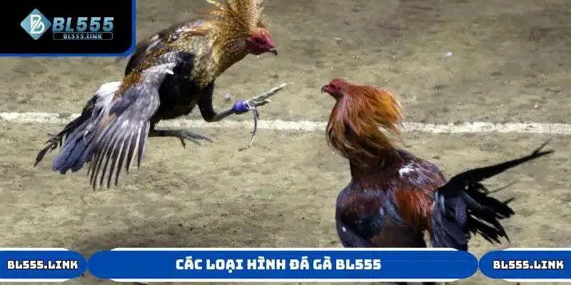 Các loại hình đá gà có mặt tại BL555 cho hội viên