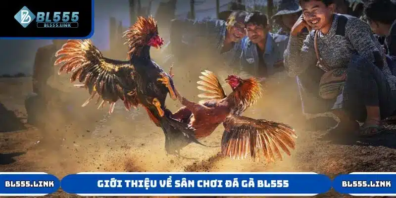 Giới thiệu một số thông tin về sân chơi Đá Gà BL555