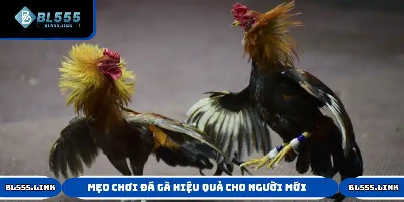 Mẹo chơi Đá Gà hiệu quả cho người mới tại nhà cái BL555